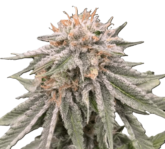 Green Harbor Sour Lime Haze (3.5g)
