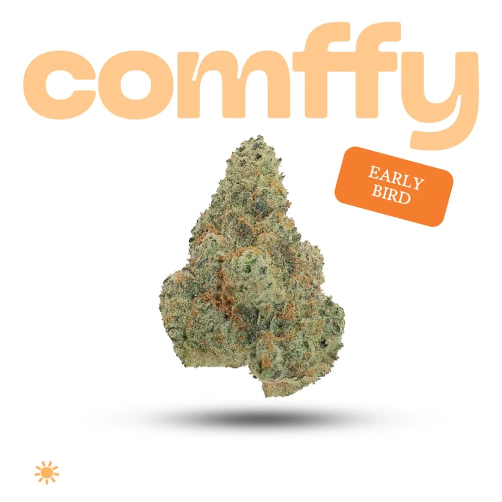Comffy Early Bird (S) Flower C0140000243