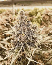 Indico Indico - Flower - Dante's Inferno - Bulk
