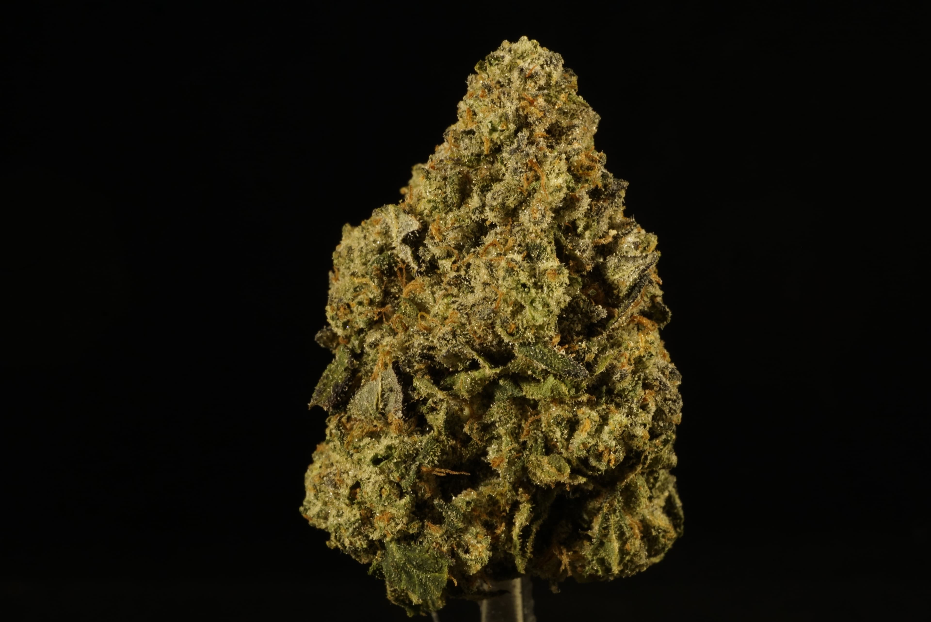 Prohibition Herb