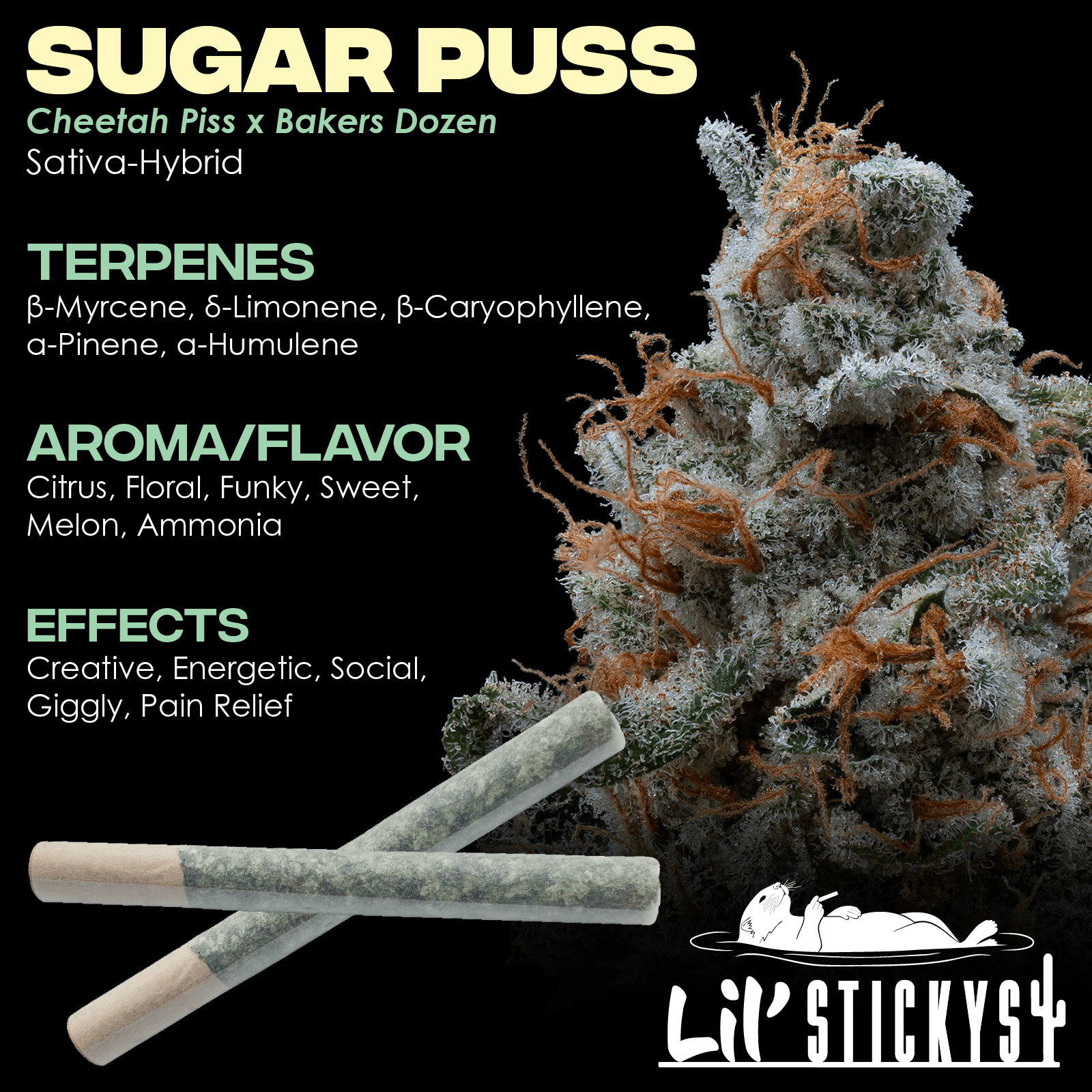 Sticky Saguaro Sugar Puss