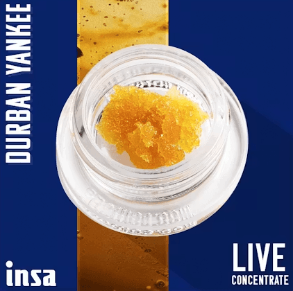 Insa Live Sugar - Durban Yankee