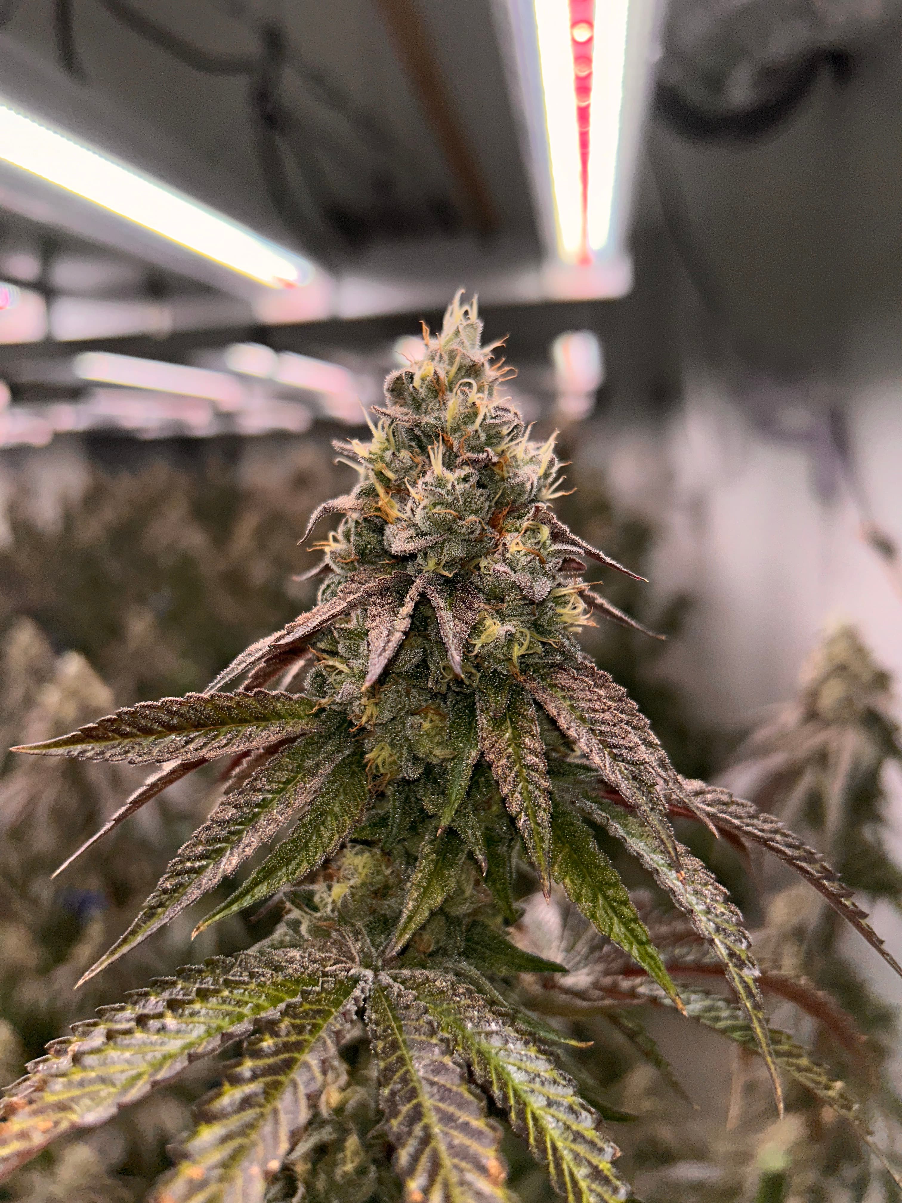 OG FARMS OG Gardens - The Glove (31.04%) - 1/8