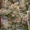 Sol-Canna Value Shelf Sol-Canna Lemon OG Popcorn (H)