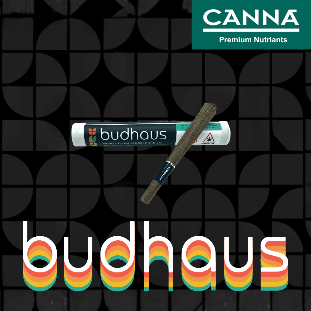 Budhaus Tropicana Punch Blunt 1g