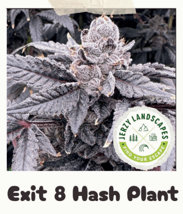 Jerzy Landscapes Exit 8 Hashplant 14g