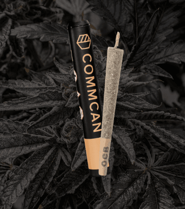 CommCan Fried Bananas Pre roll