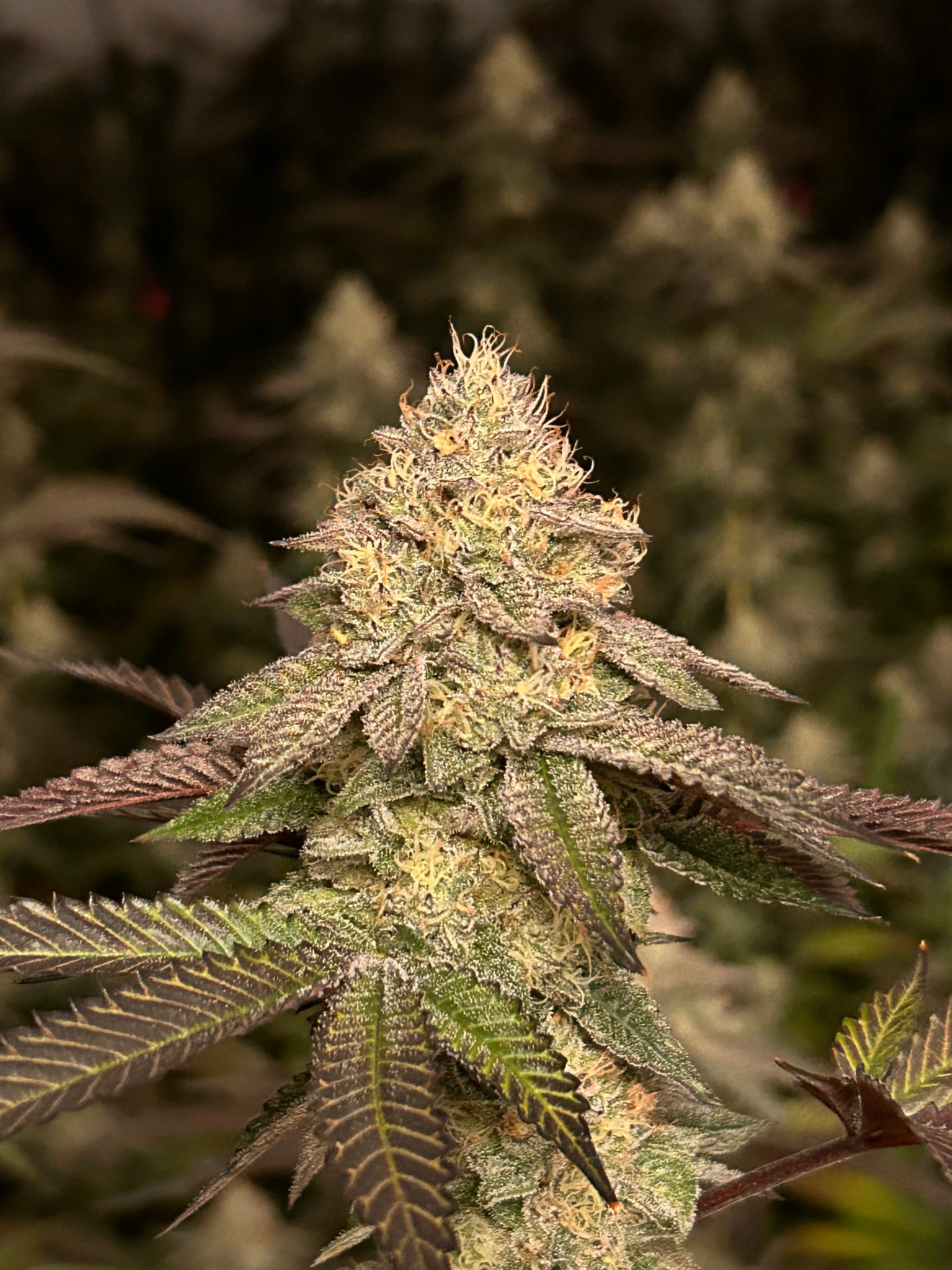 OG FARMS OG Gardens - Cherry Truffle Shuffle (25.20%) - 1/8