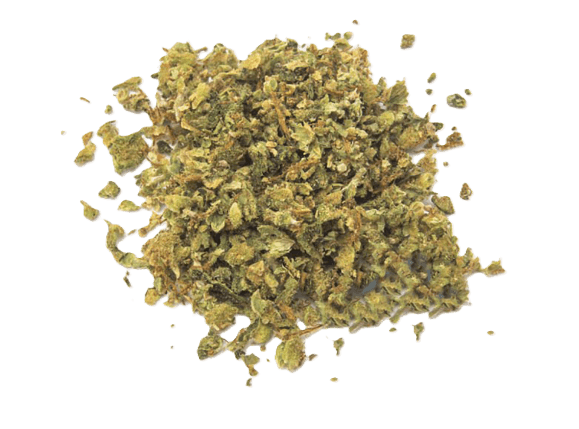One Plant Mimosa Ground Flower