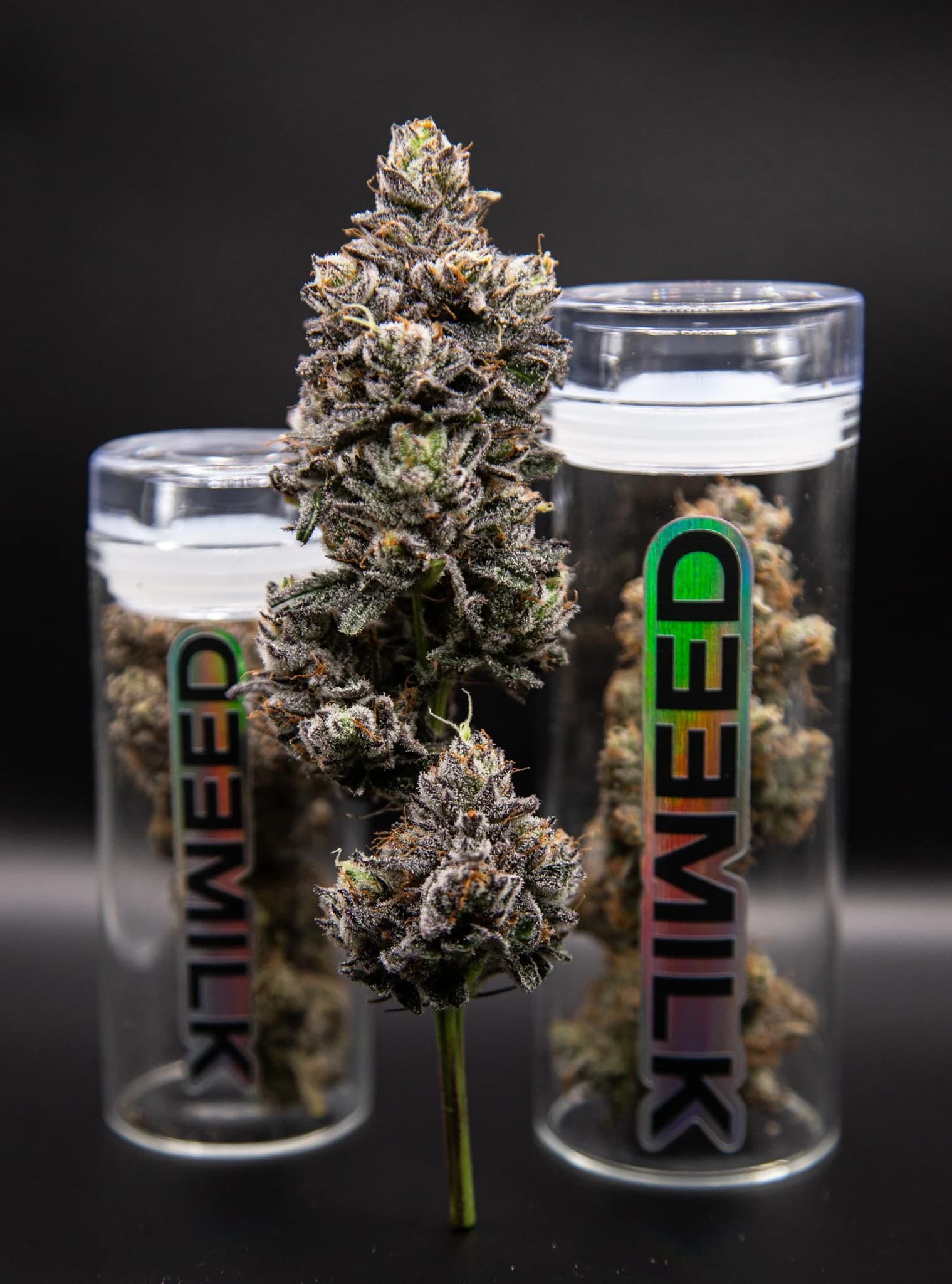 Milkweed The Queen | 3.5g