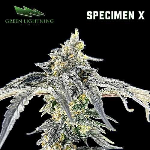 GREEN LIGHTNING