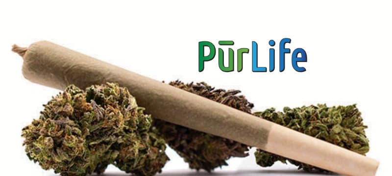 PurLife Don Mega | Premium Preroll