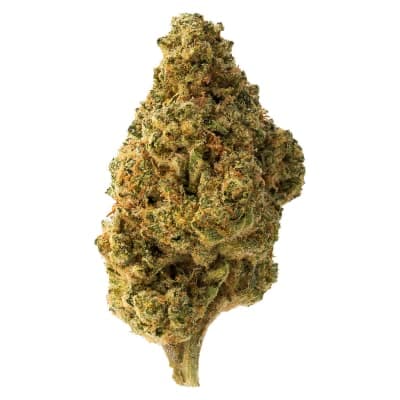 The Loud Plug The Loud Plug : Tropicana Cookies