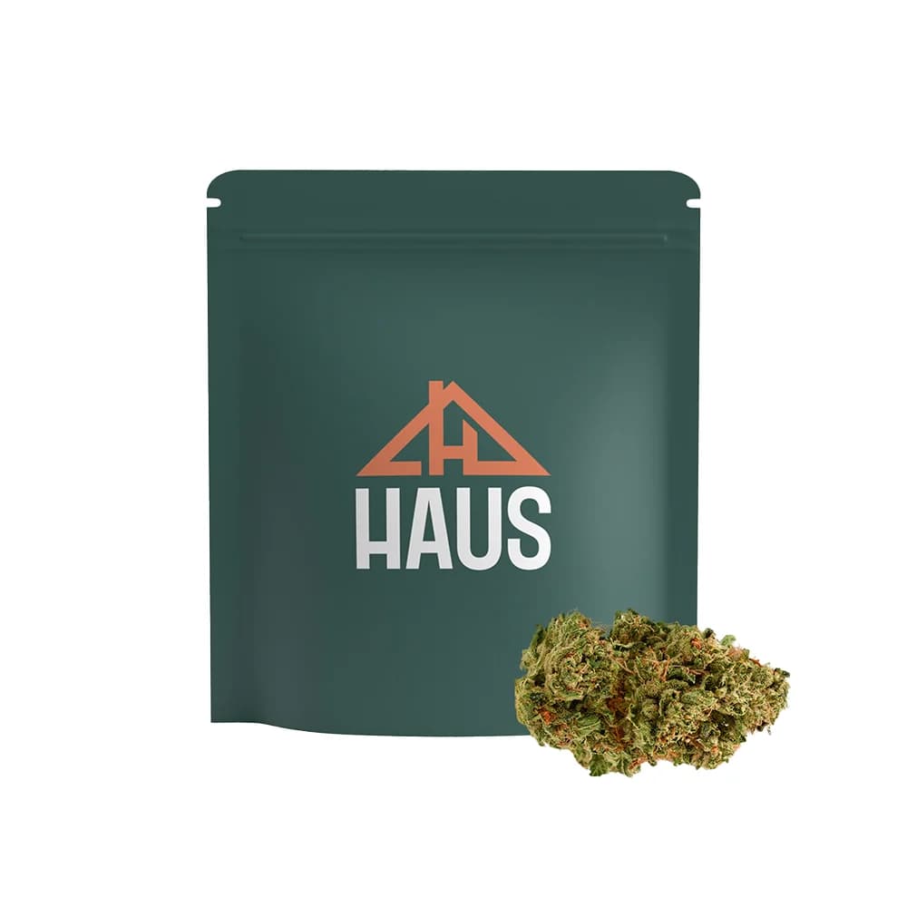 Haus Governmint Oasis