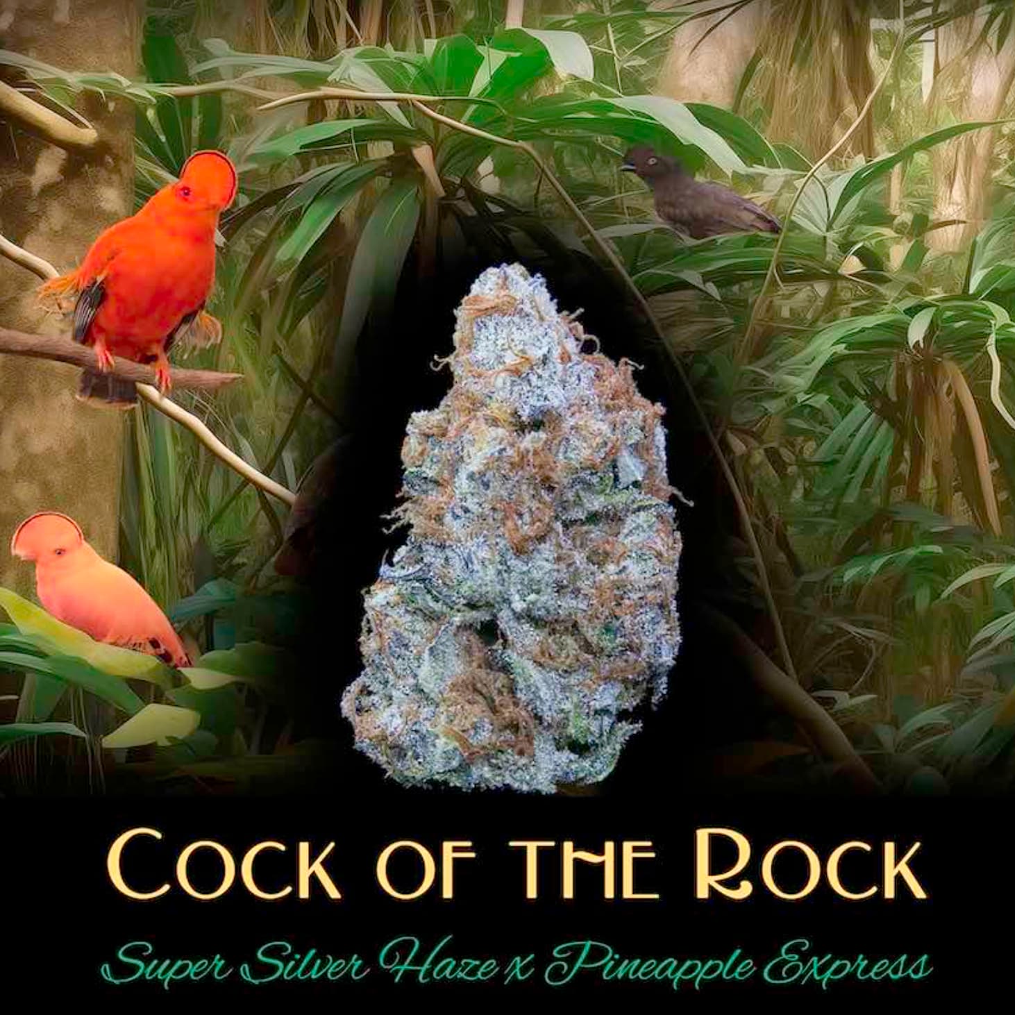 Deaux Deaux Flower Cock of the Rock 1g