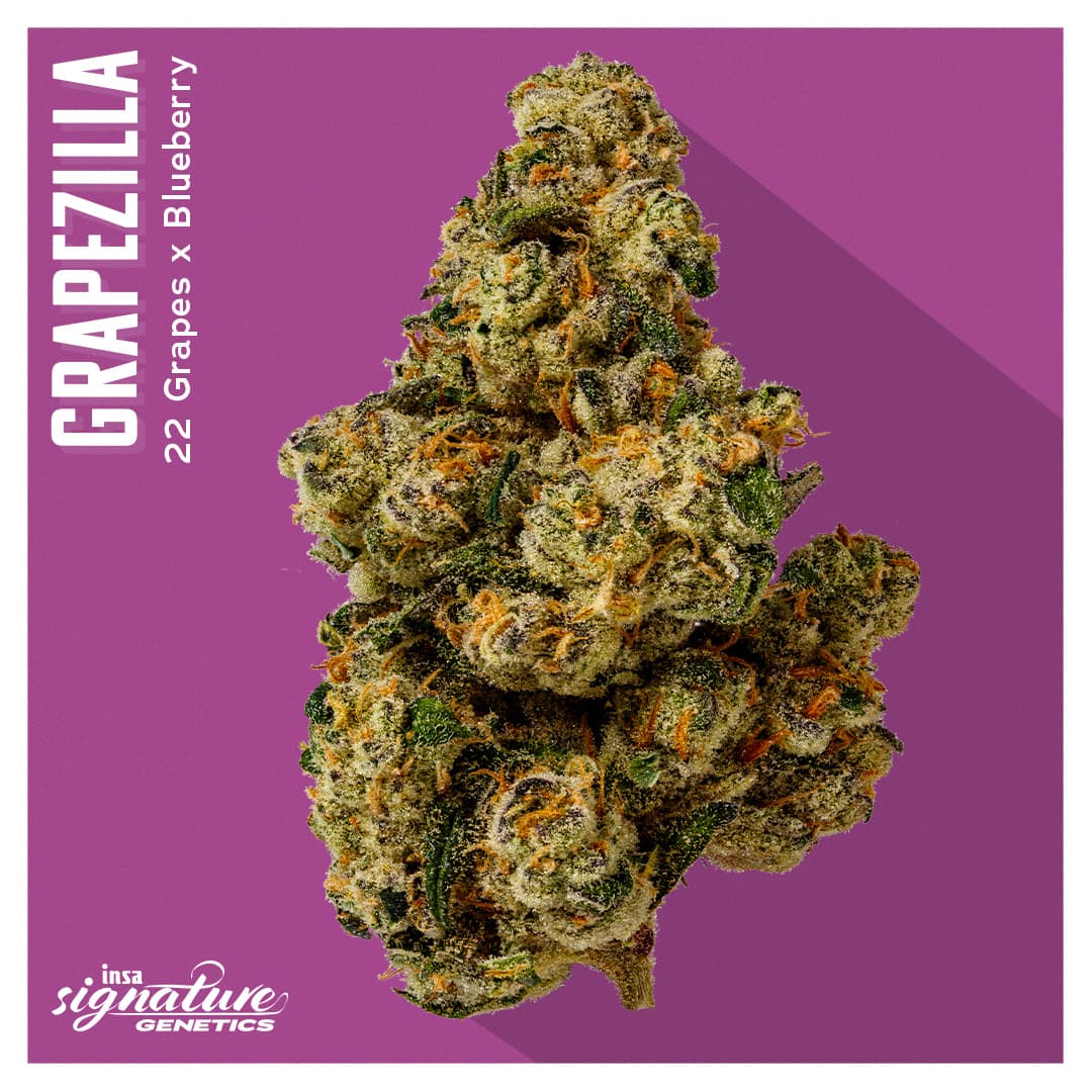 Insa Premium Flower - Grapezilla