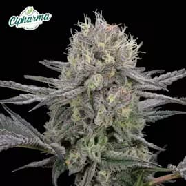 CTPharma GMO Purps - CTP Flower I 27162