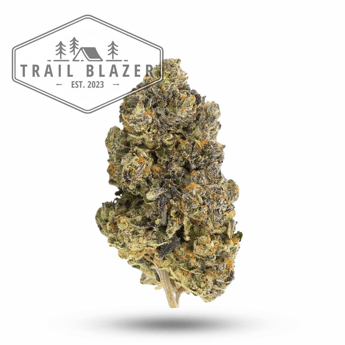 Trailblazer Gelatti