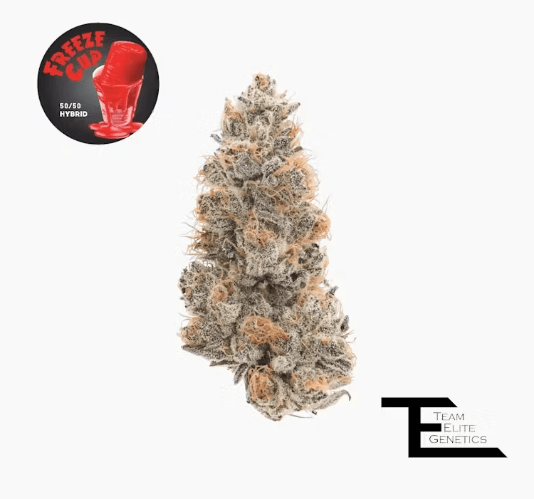 Team Elite Genetics TEG Freeze Cup Hybrid Flower 3.5g