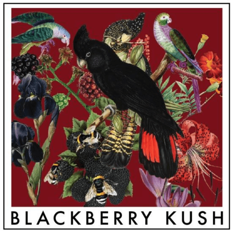 Raven Blackberry Kush