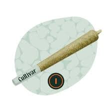 Cultivar Cultivar Kush Lato (1pk) PRJ
