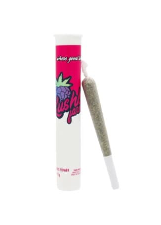 Kushberry Farms Growers Reserve | Colombian Kush PR
