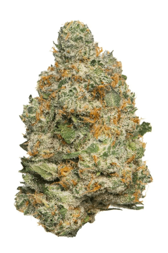 Craft Hydroponic