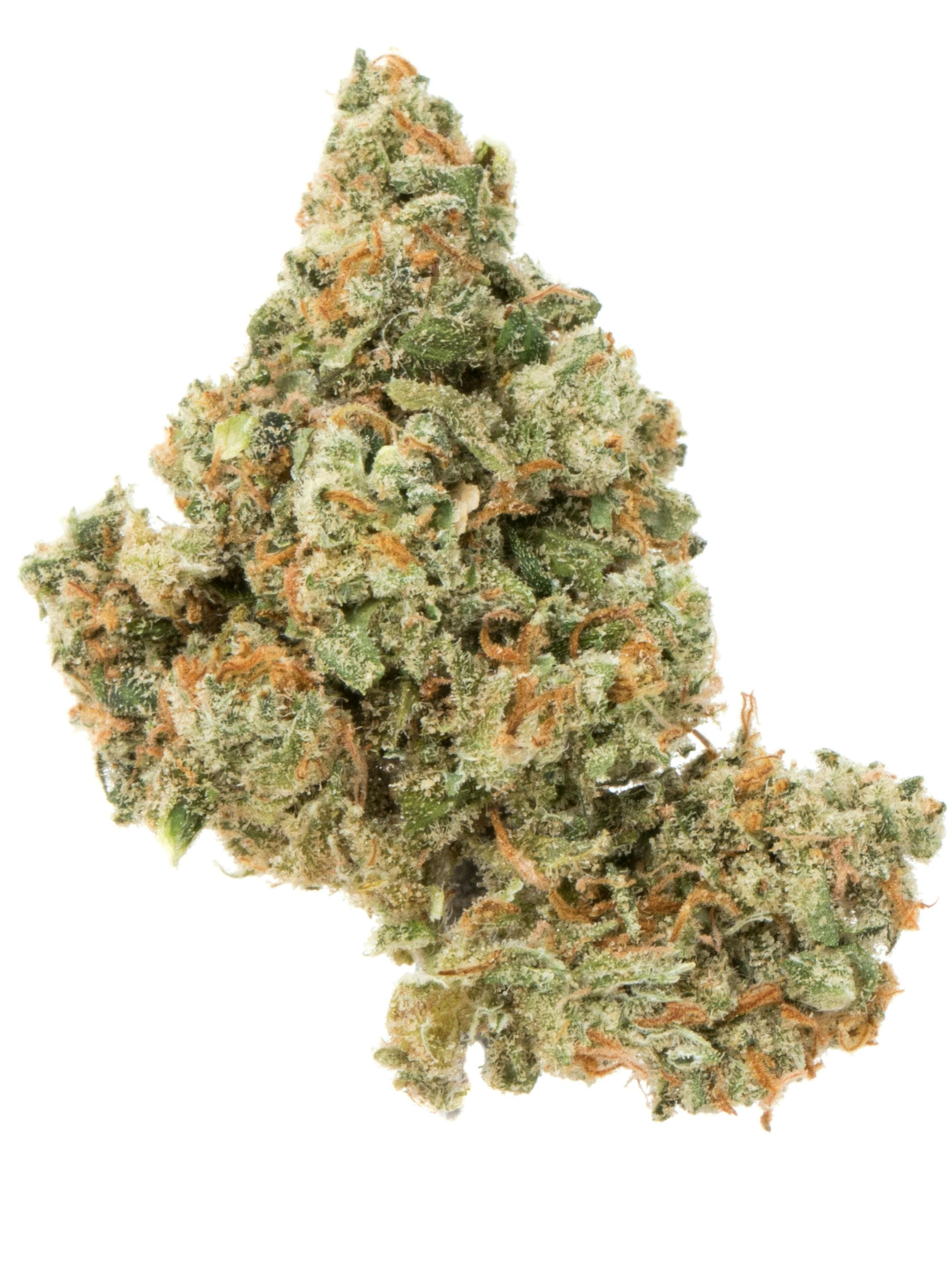 Cosmopolitan Jack Herer