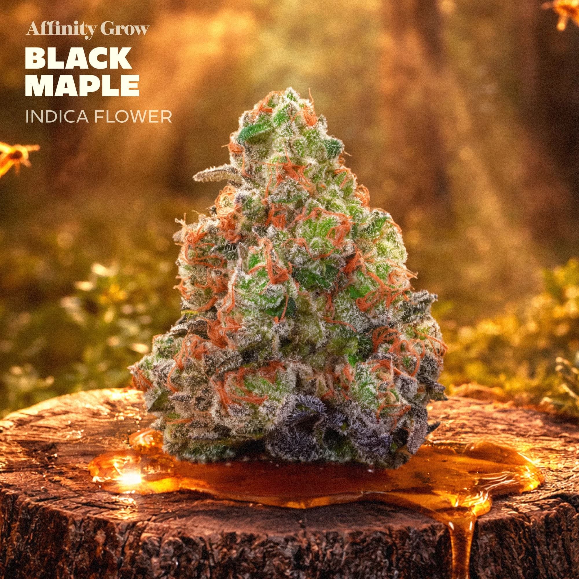 Affinity Grow Black Maple (I) Flower C0090001004