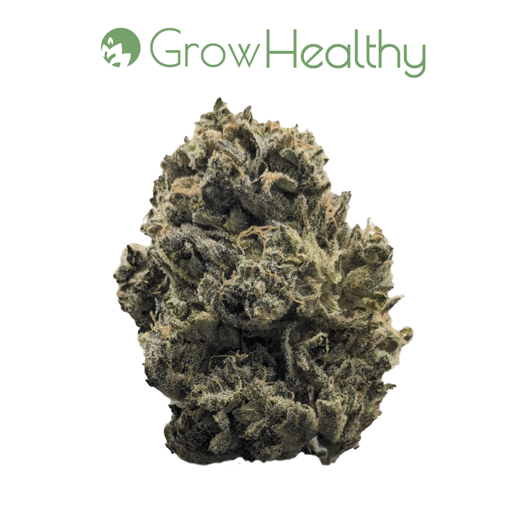 GrowHealthy Durban Dawg Flower