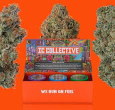 IC Collective Sunset Crush Flower | 3.5g