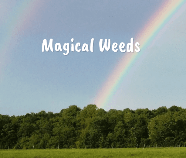 MAGICAL WEEDS Magical Weeds Train Wreck 14g