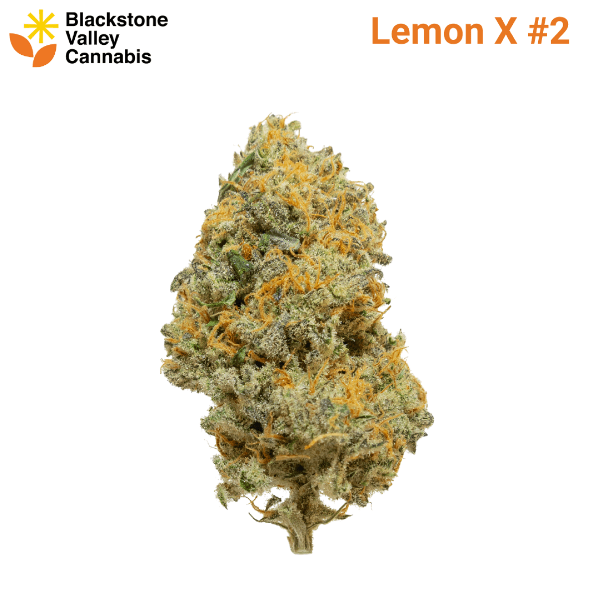 Blackstone Valley Lemon X | Flower | 3.5g