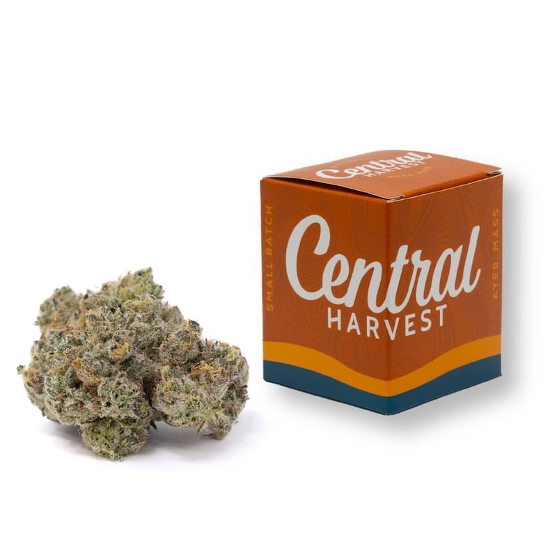 Central Harvest Buckin Runtz Flower (3.5g)