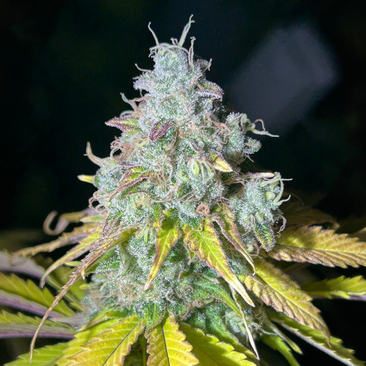 Maine Grown Lucinda ChemDawg - 3.5g