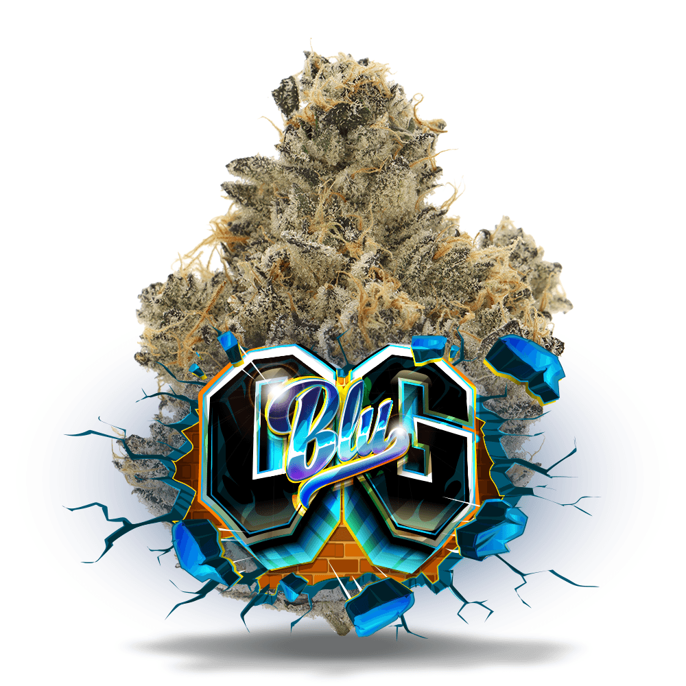 Jungle Boys Blu OG - Premium Flower
