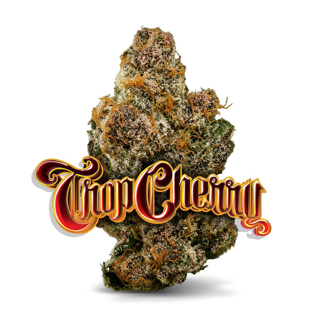Jungle Boys Trop Cherry - Premium Flower