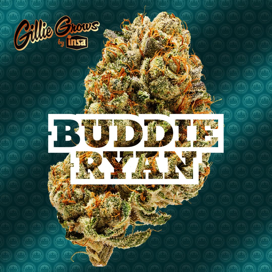 Gillie Grows Buddie Ryan Flower