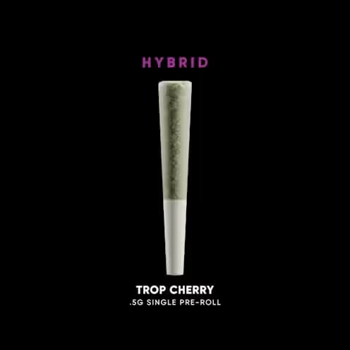 House of Sacci Trop Cherry Dogwalker