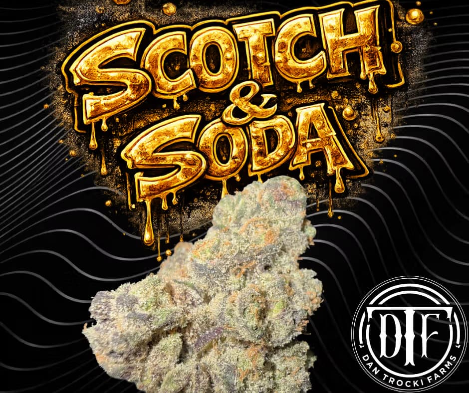 DTF Scotch & Soda [I]