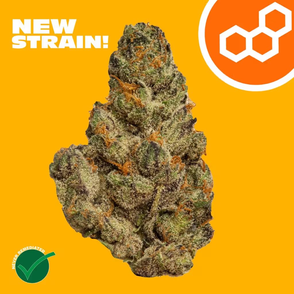 Theraplant Super Charger 41765