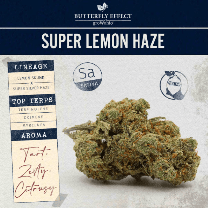 Butterfly Effect by Grow Ohio