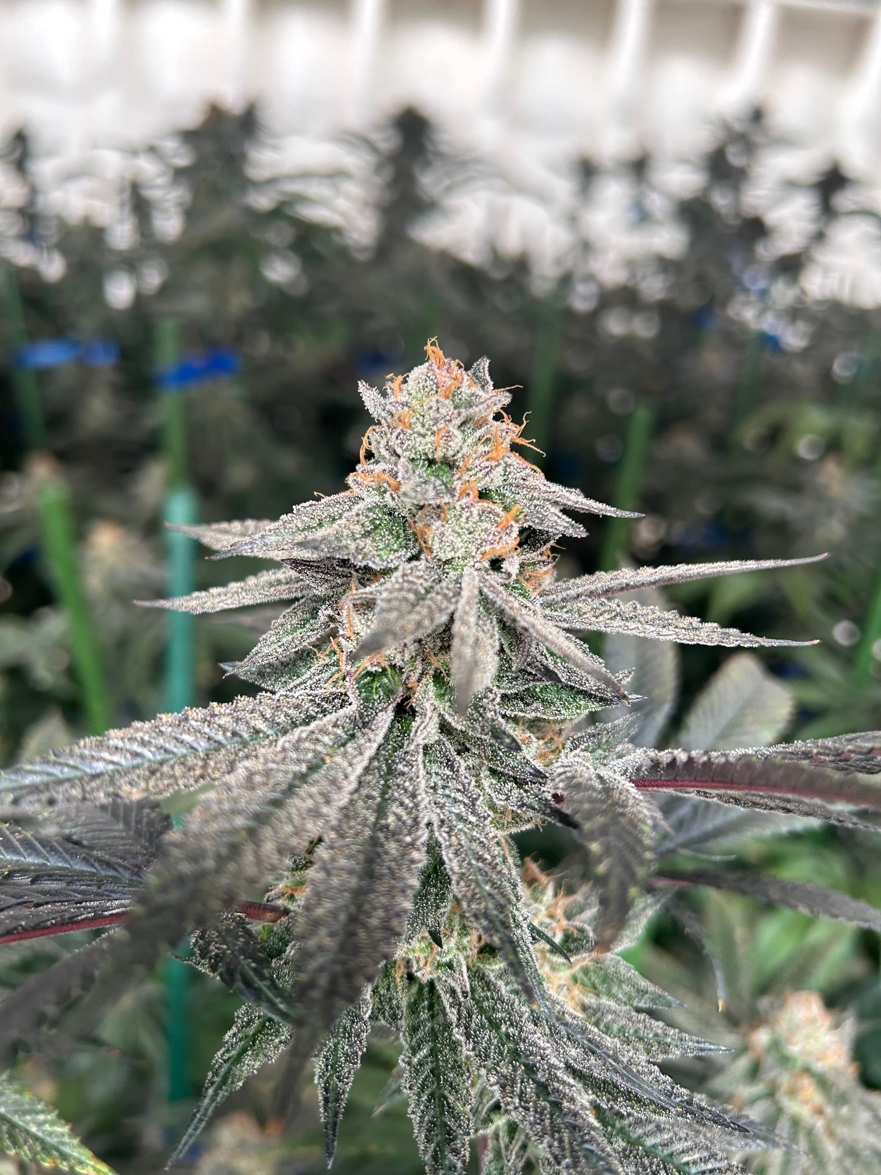 OG FARMS OG Gardens - Grape Gushers (25.45%) - 1g