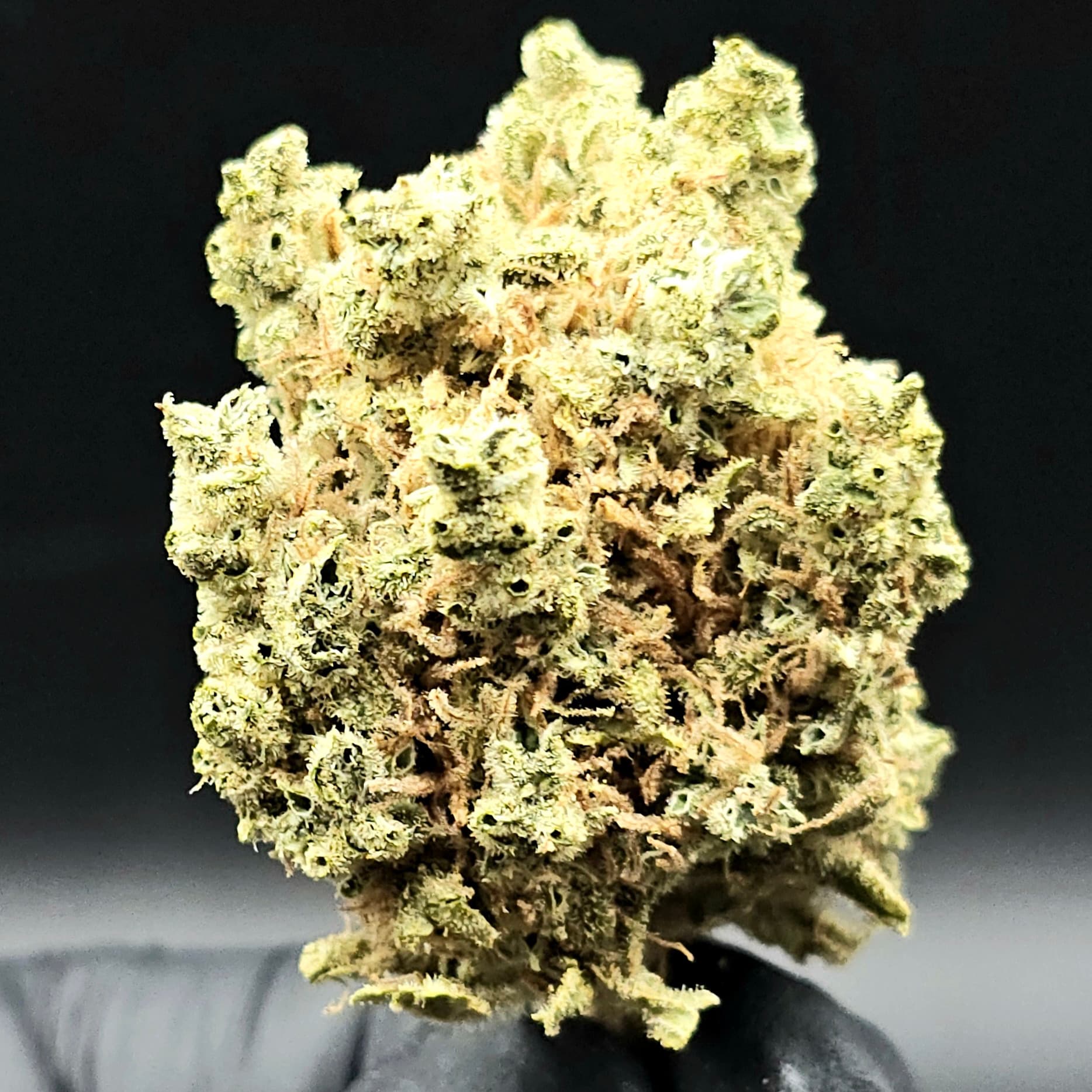 Hecate Gardens Hecate Gardens Lemon Haze