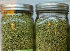 The Healing Canna