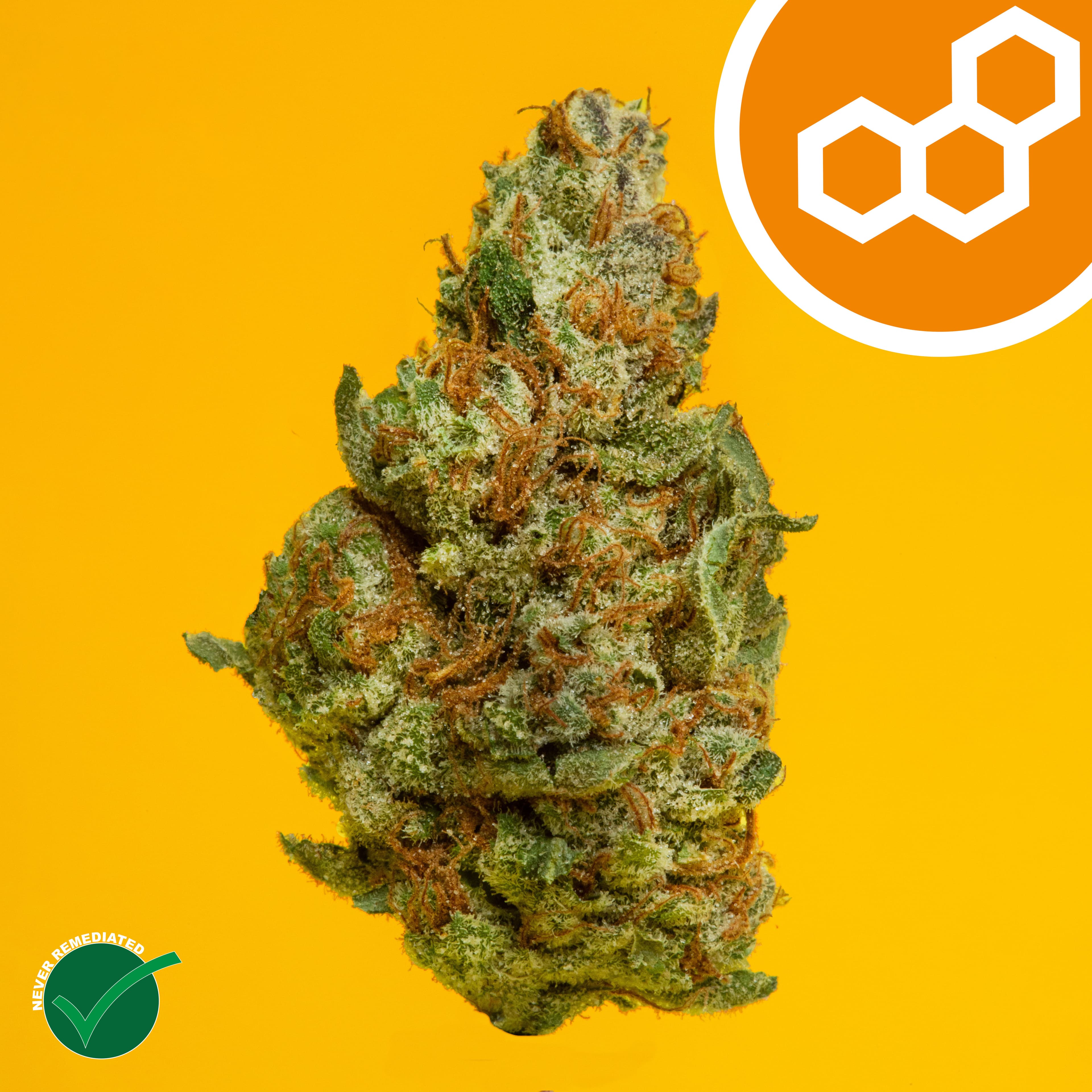 Theraplant Colorado Flo (S) Flower C0040001980