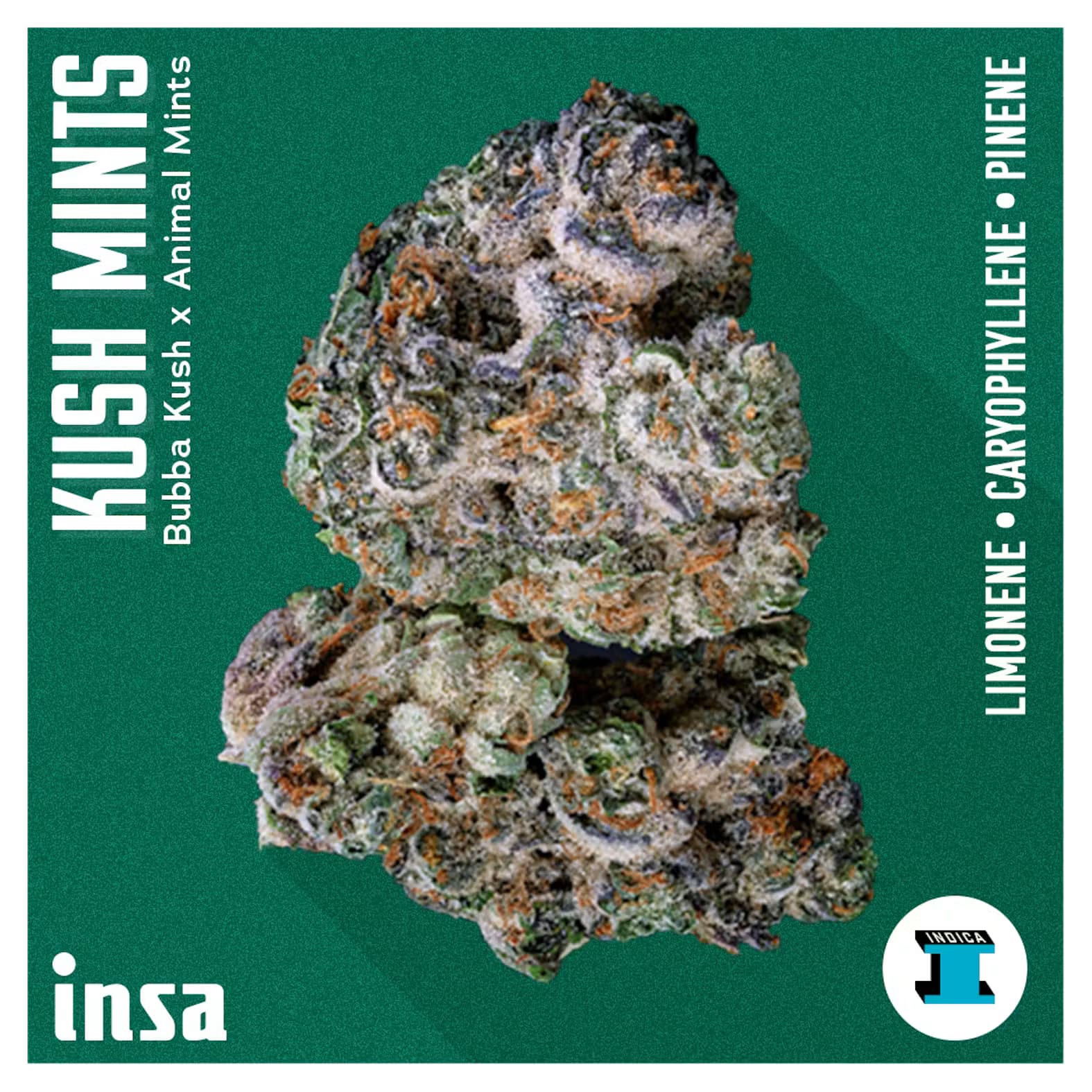 Insa