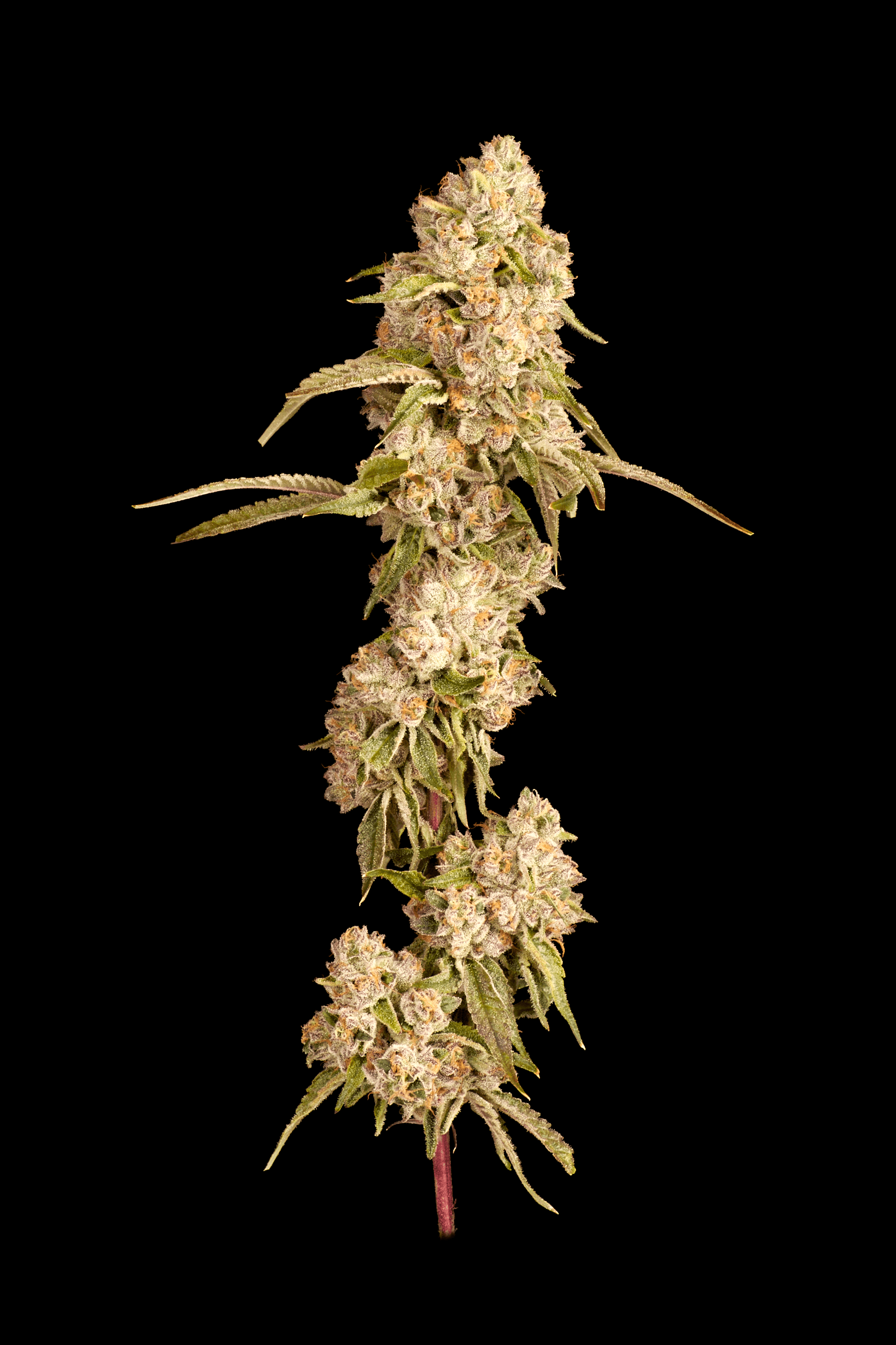 Local Cannabis Co. Local: Pacific Cooler