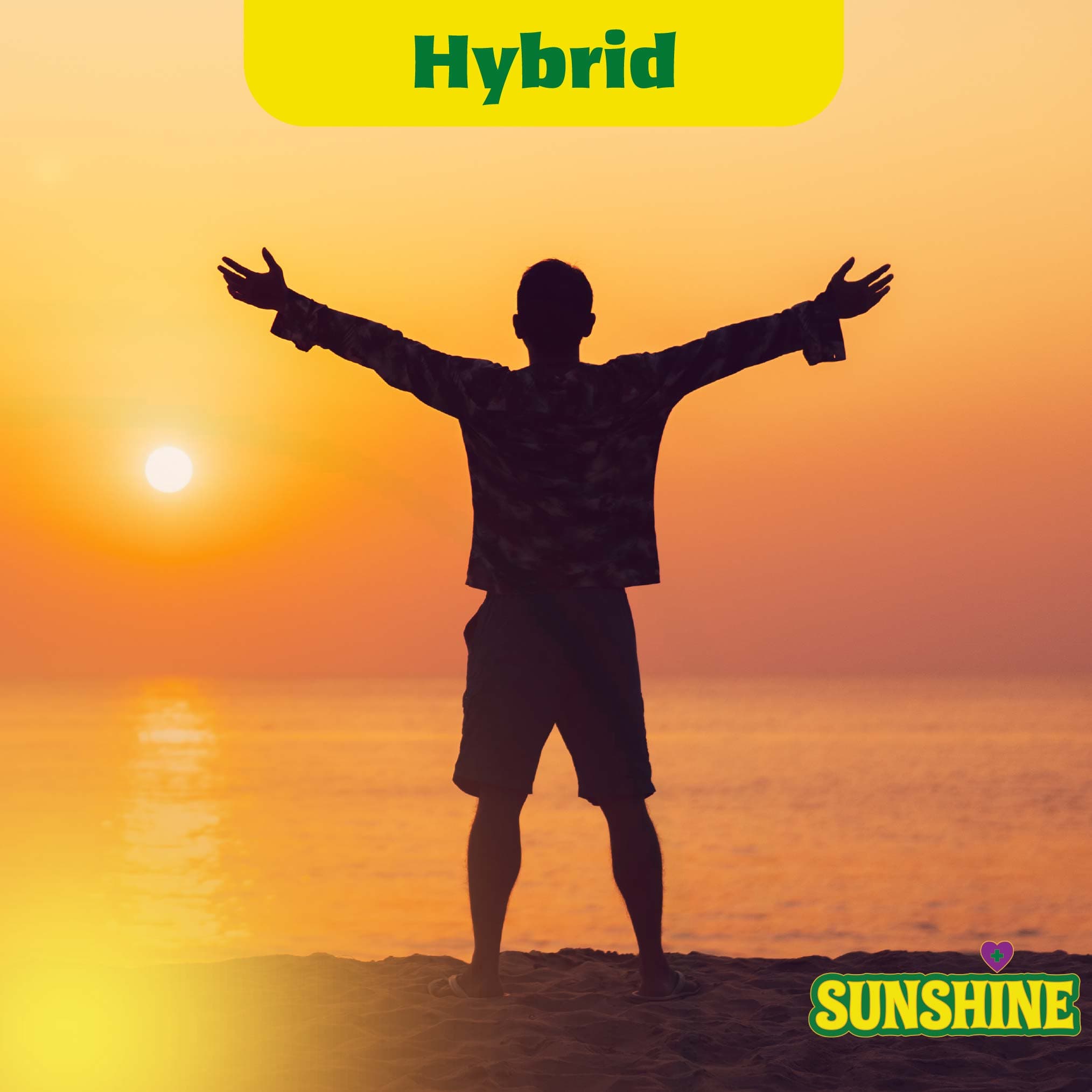 Sunshine Cannabis Strainbow (Hybrid) Ground
