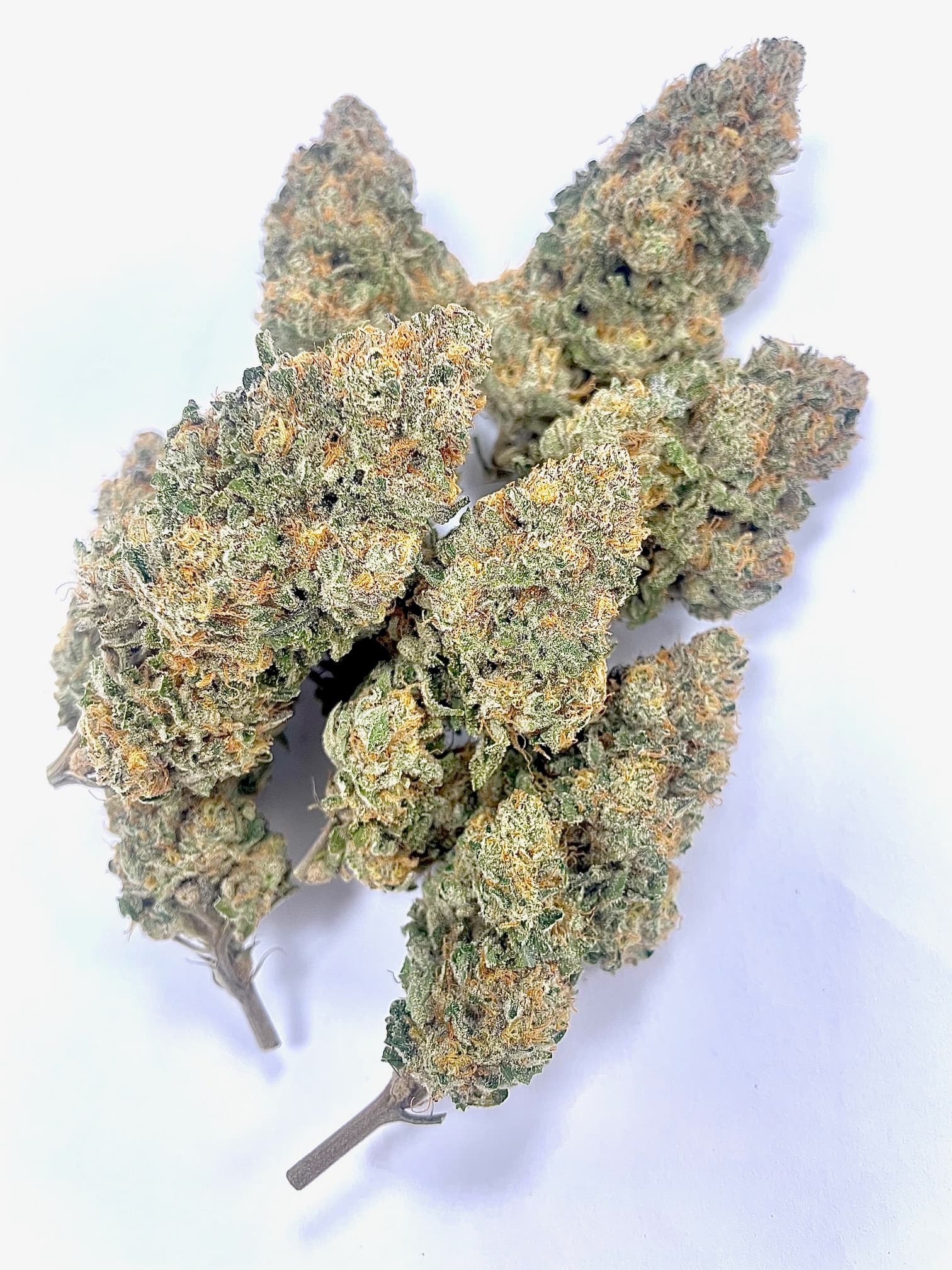 MVP Grapeopottomus - 3.5G